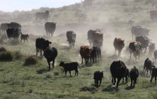 nd-cattle-754937