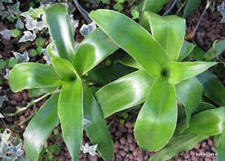 золотой ус ржавые пятна на листьях причина золотой ус ржавые пятна на листьях причина