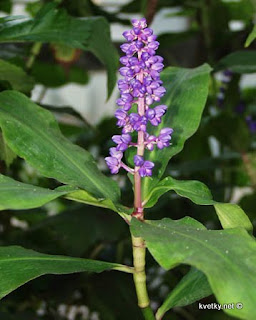 золотой ус ржавые пятна на листьях причина золотой ус ржавые пятна на листьях причина