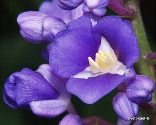 золотой ус ржавые пятна на листьях причина золотой ус ржавые пятна на листьях причина