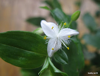 золотой ус ржавые пятна на листьях причина золотой ус ржавые пятна на листьях причина