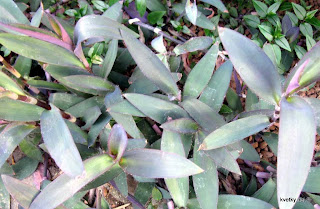 золотой ус ржавые пятна на листьях причина золотой ус ржавые пятна на листьях причина