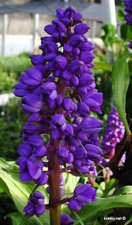 золотой ус ржавые пятна на листьях причина золотой ус ржавые пятна на листьях причина