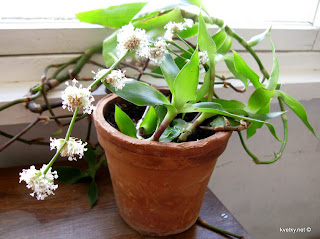 золотой ус ржавые пятна на листьях причина золотой ус ржавые пятна на листьях причина