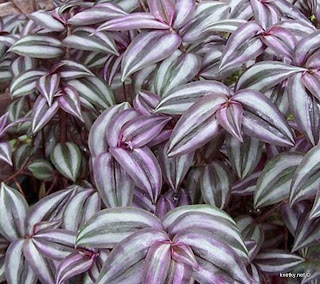 золотой ус ржавые пятна на листьях причина золотой ус ржавые пятна на листьях причина