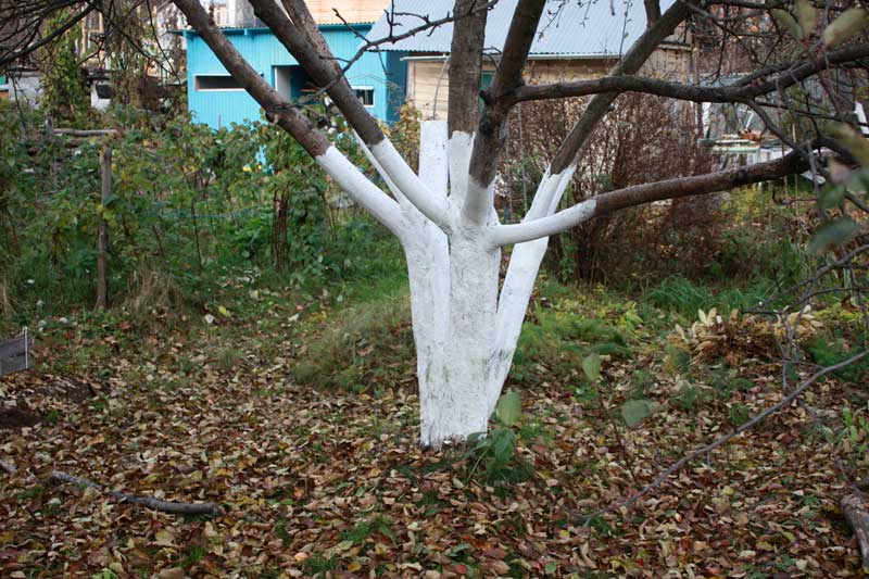 Дерево в саду - подготовленное и покрашенное