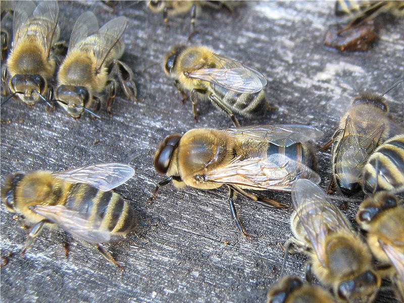 Трутень больше пчелы