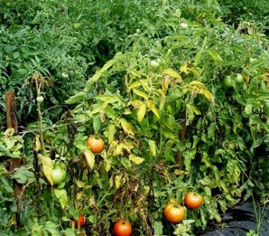 Почему помидоры в теплице горькие