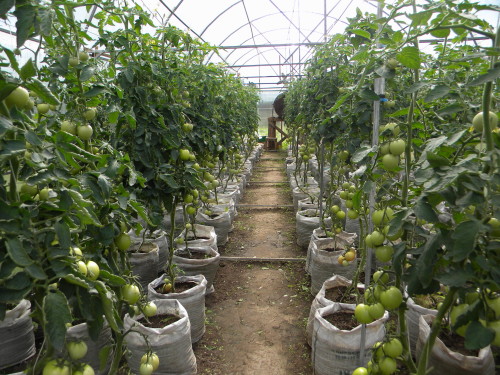 выращивание-помидоров-в-теплице