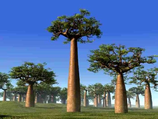 Баобаб Adansonia grandidieri