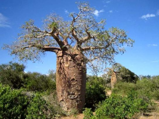 Баобаб Adansonia rubrostipa