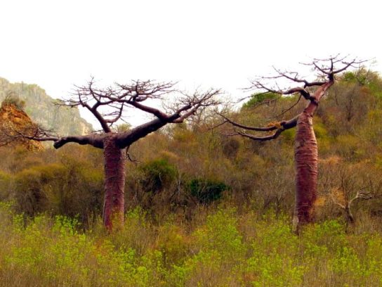 Баобаб Adansonia perrieri