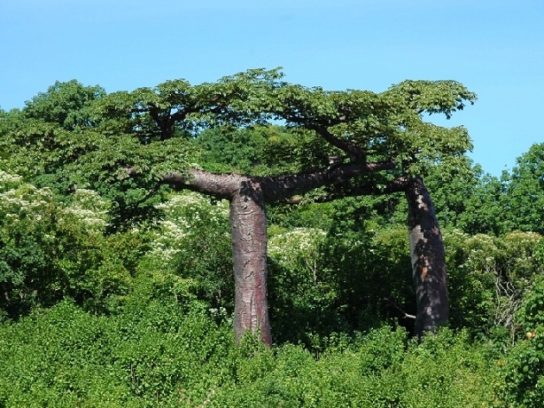 Баобаб Adansonia suarezensis