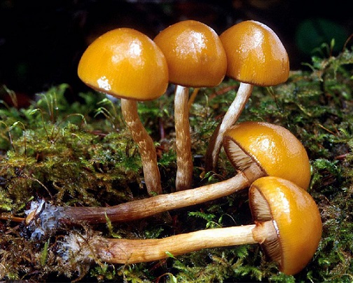 Galerina marginata