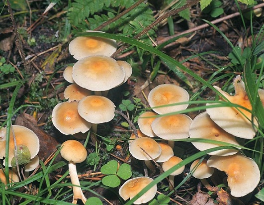 Galerina marginata