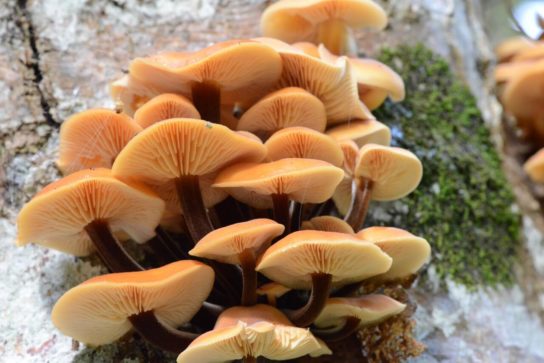 Galerina marginata