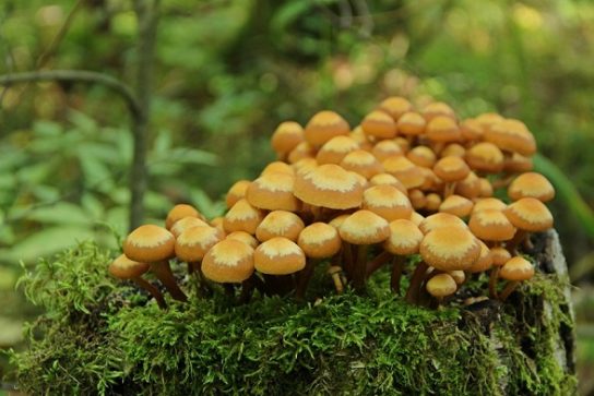 Galerina marginata