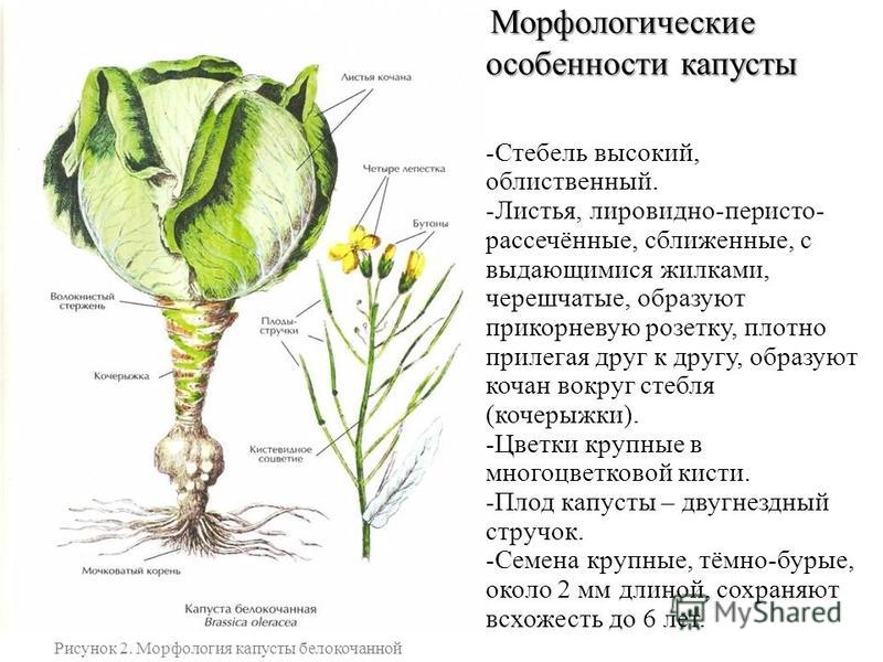 Описание строения. Строение корневой системы белокочанной капусты. Строение капусты белокочанной. Строение листьев белокочанной капусты. Плод капусты белокочанной.