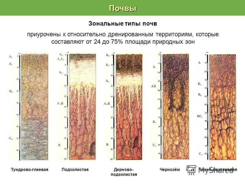 Дерново подзолистые почвы природная зона. Строение профиля дерново-подзолистой почвы. Строение профиля дерново глеевой почвы. Каштановая. Подзолистая. Дерновая. Дерново-подзолистая..