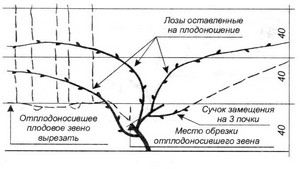 Виноград на 3-ой год