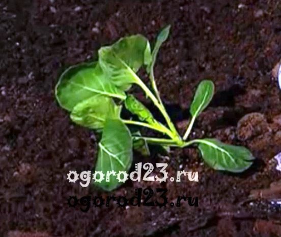 как вырастить цветную капусту в открытом грунте 2