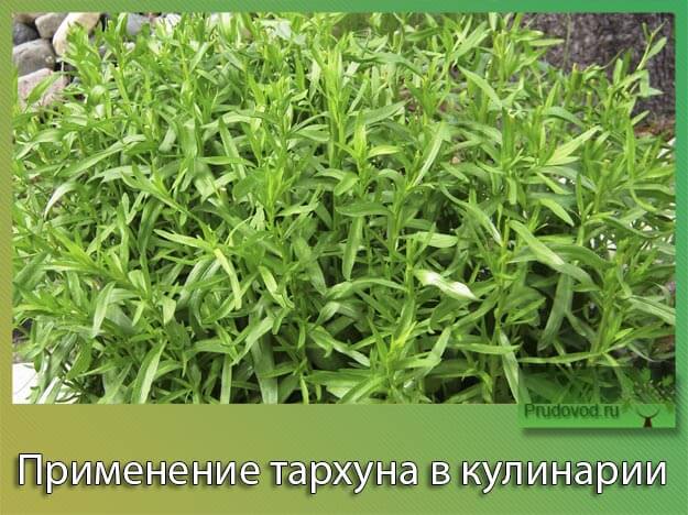 Применение тархуна в кулинарии