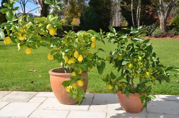 Как пересадить лимонное дерево