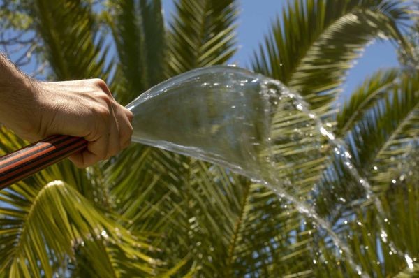 Как поливать пальму