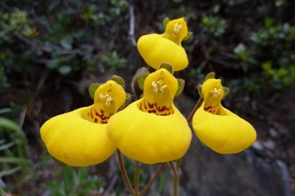 Сalceolaria biflora