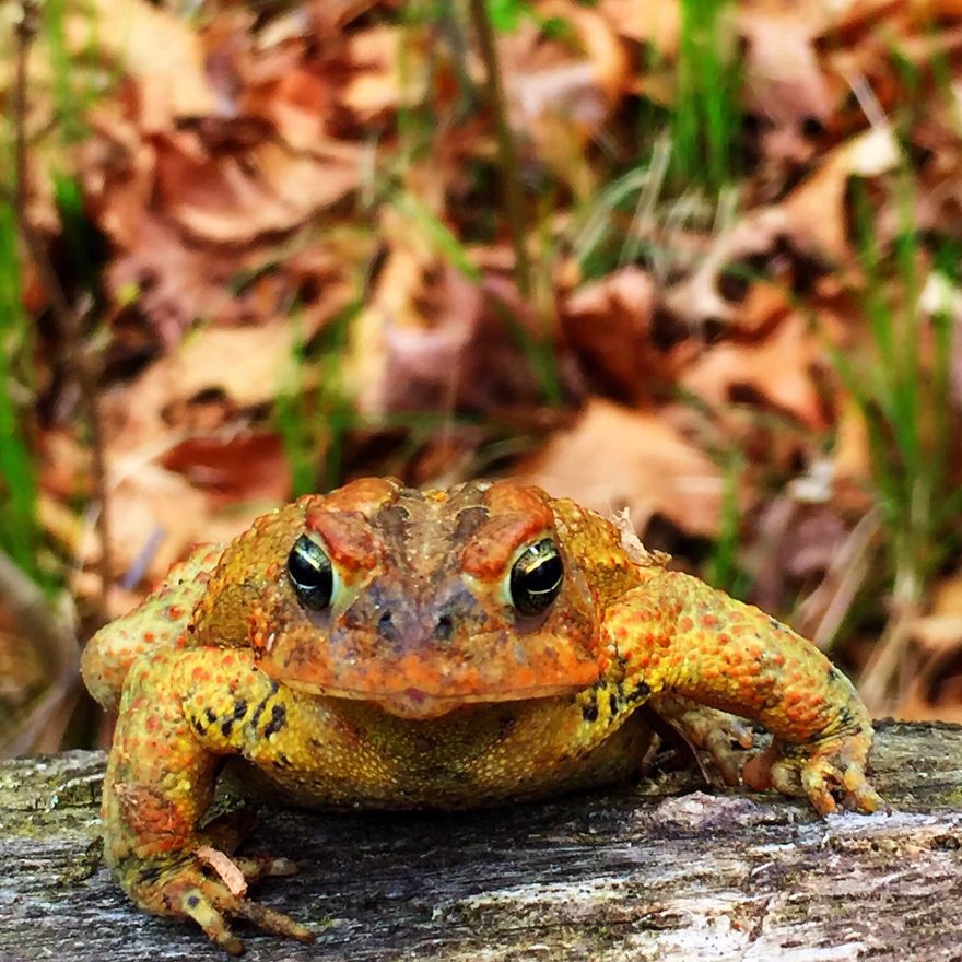 27. Американская жаба жаба, лягушка, подборка