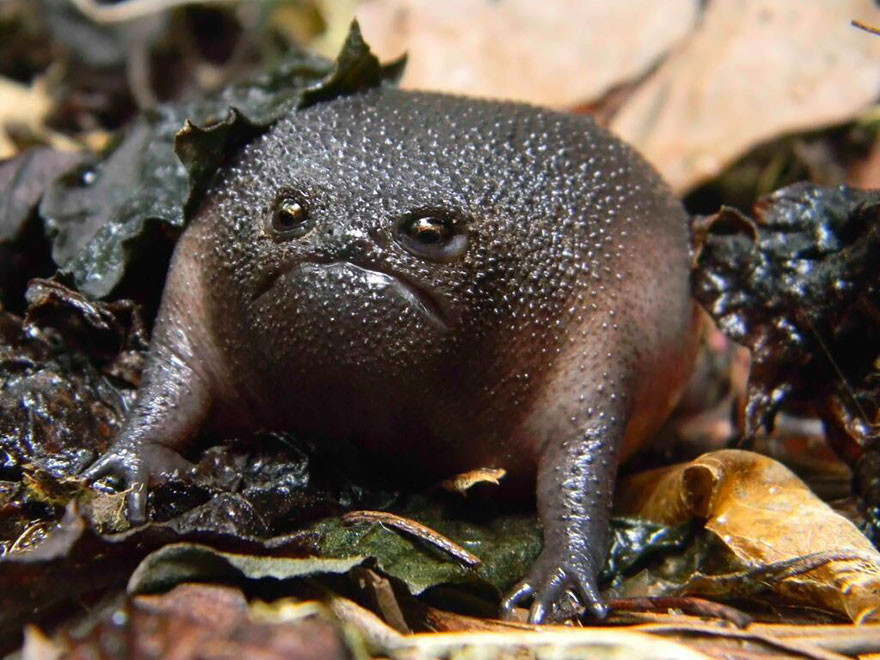 1. Черная дождевая лягушка жаба, лягушка, подборка