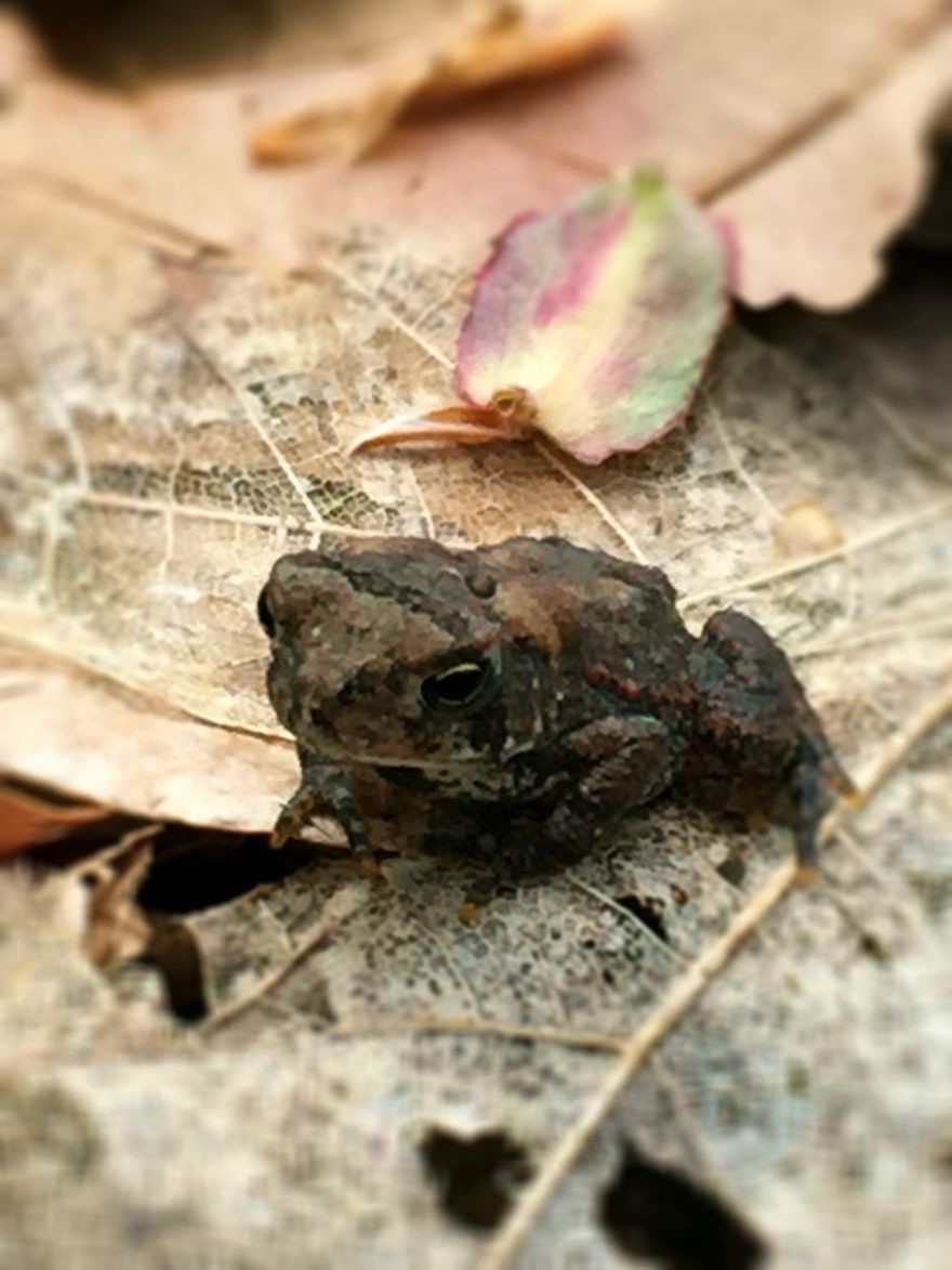 29. Крошечная жаба жаба, лягушка, подборка