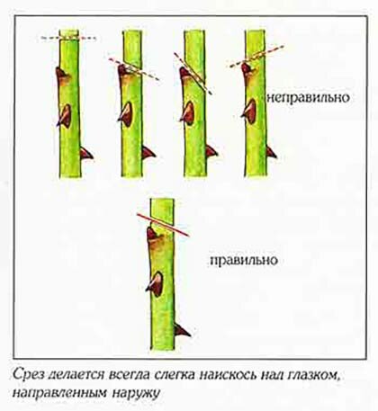 схема обрезки роз в октябре