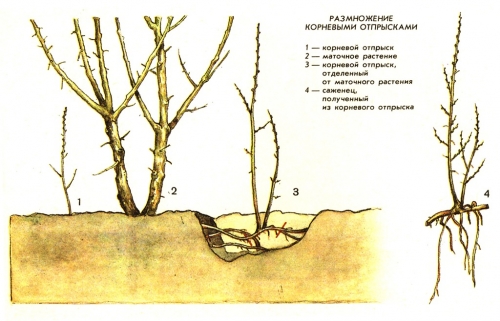 Осенняя посадка сливы в подмосковье