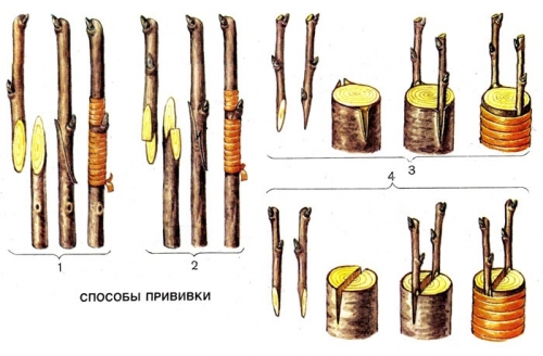 Осенняя посадка сливы в подмосковье