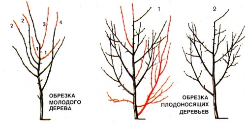 Осенняя посадка сливы в подмосковье