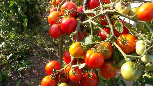 Красные  и зеленые помидоры в открытом грунте