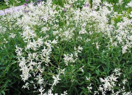 альпийский горец (polygonum alpinum) - широко распространенный сорняк, используют в букетах