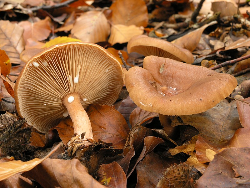 Большие пластинчатые грибы. Млечник камфорный Lactarius camphoratus. Гриб млечник пластинчатый бежевый. Груздь камфорный. Пластинчатые маслянистые грибы.