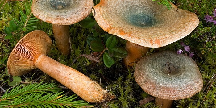 Ольховики грибы