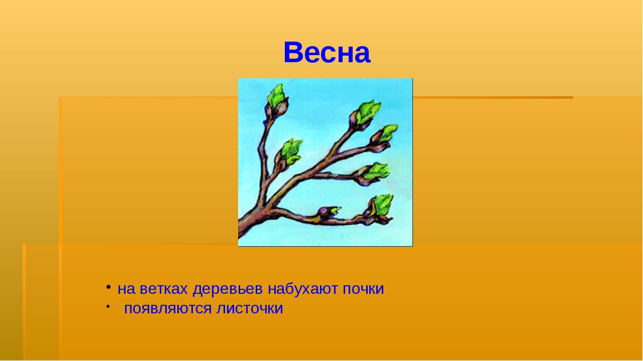 Что появляется весной. Набухают почки на деревьях. Весной на деревьях набухают почки. Ветка дерева для презентации. Растения весной набухают почки для детей.