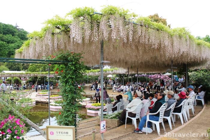сады глицинии в японии фото