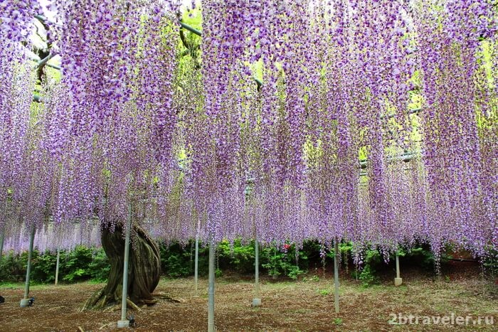 парк цветов асикага