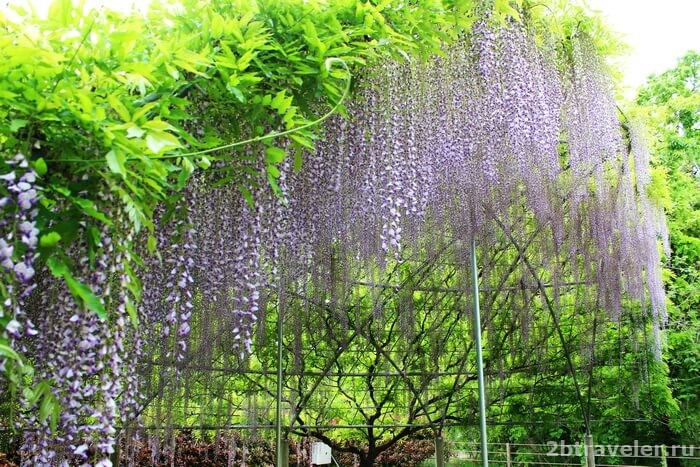 ashikaga flower park
