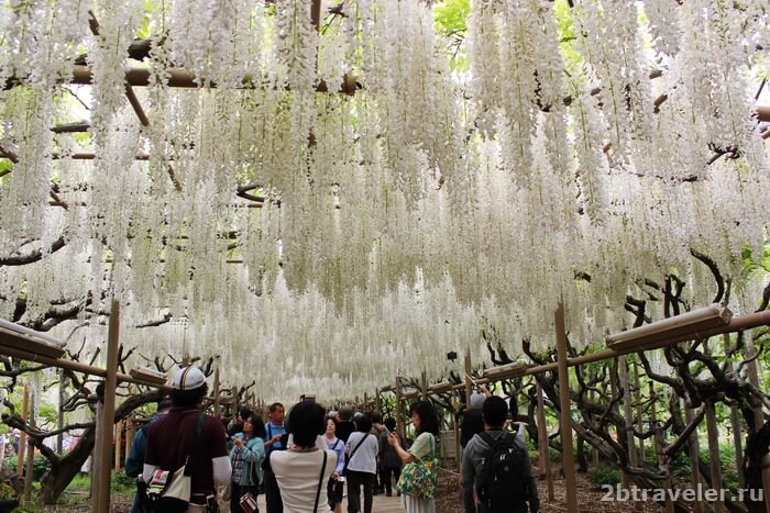 ashikaga flower park japan