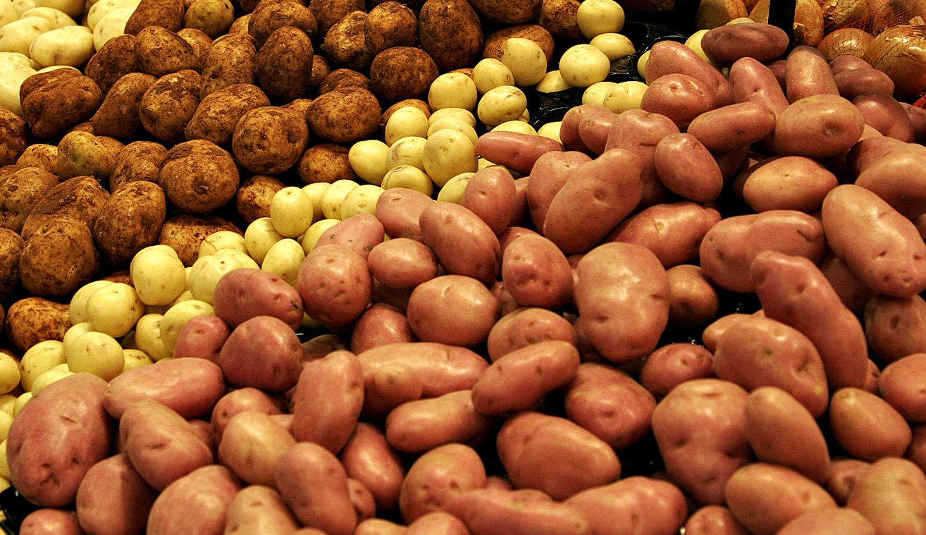 Картофель – популярная в нашей стране культура