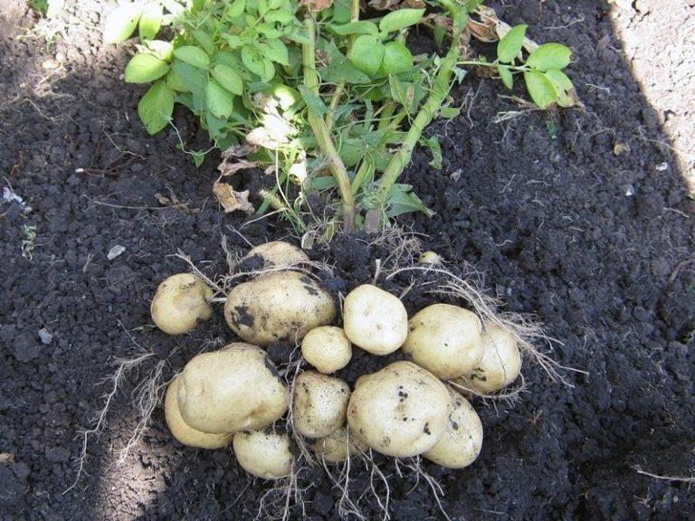  С одного куста картофеля при должном уходе можно собрать несколько килограммов корнеплодов