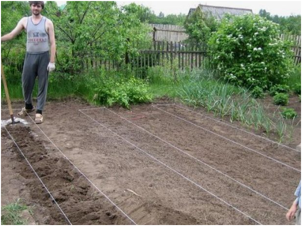 Подготовка огорода под высадку картошки