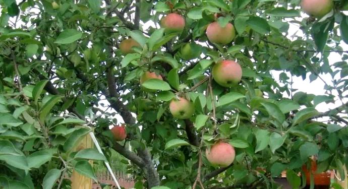Яблони для средней полосы россии с фото и описанием