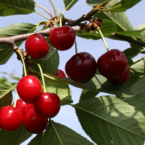 Гибрид вишни и сливы: описание и характеристика